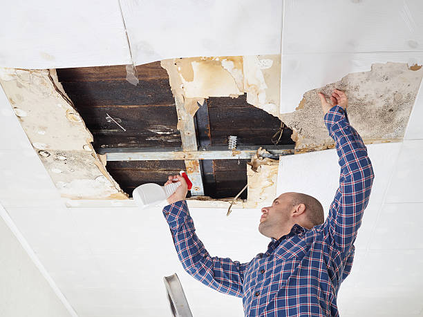 Best Basement Mold Removal  in Moroni, UT